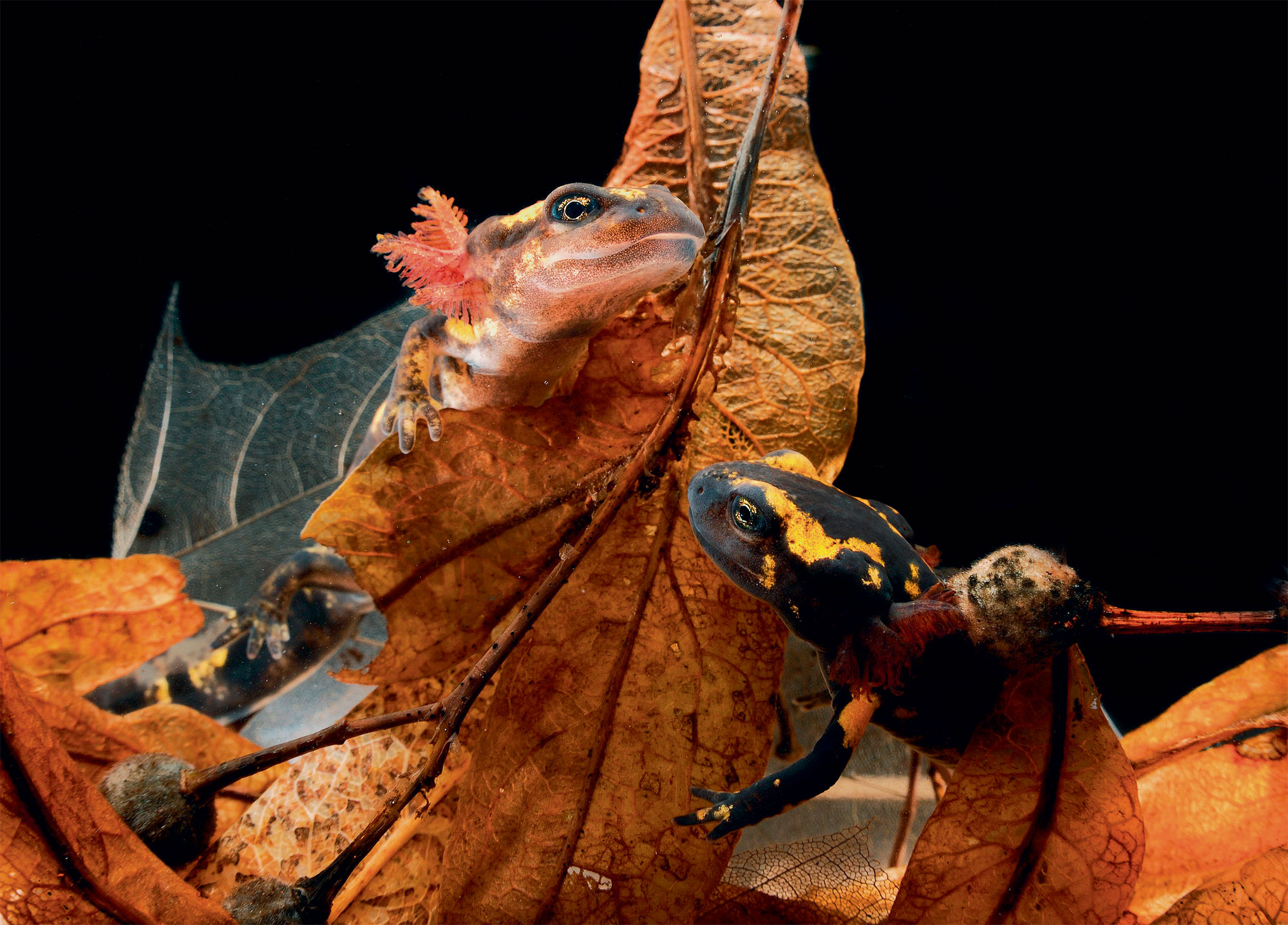 larve de salamandre