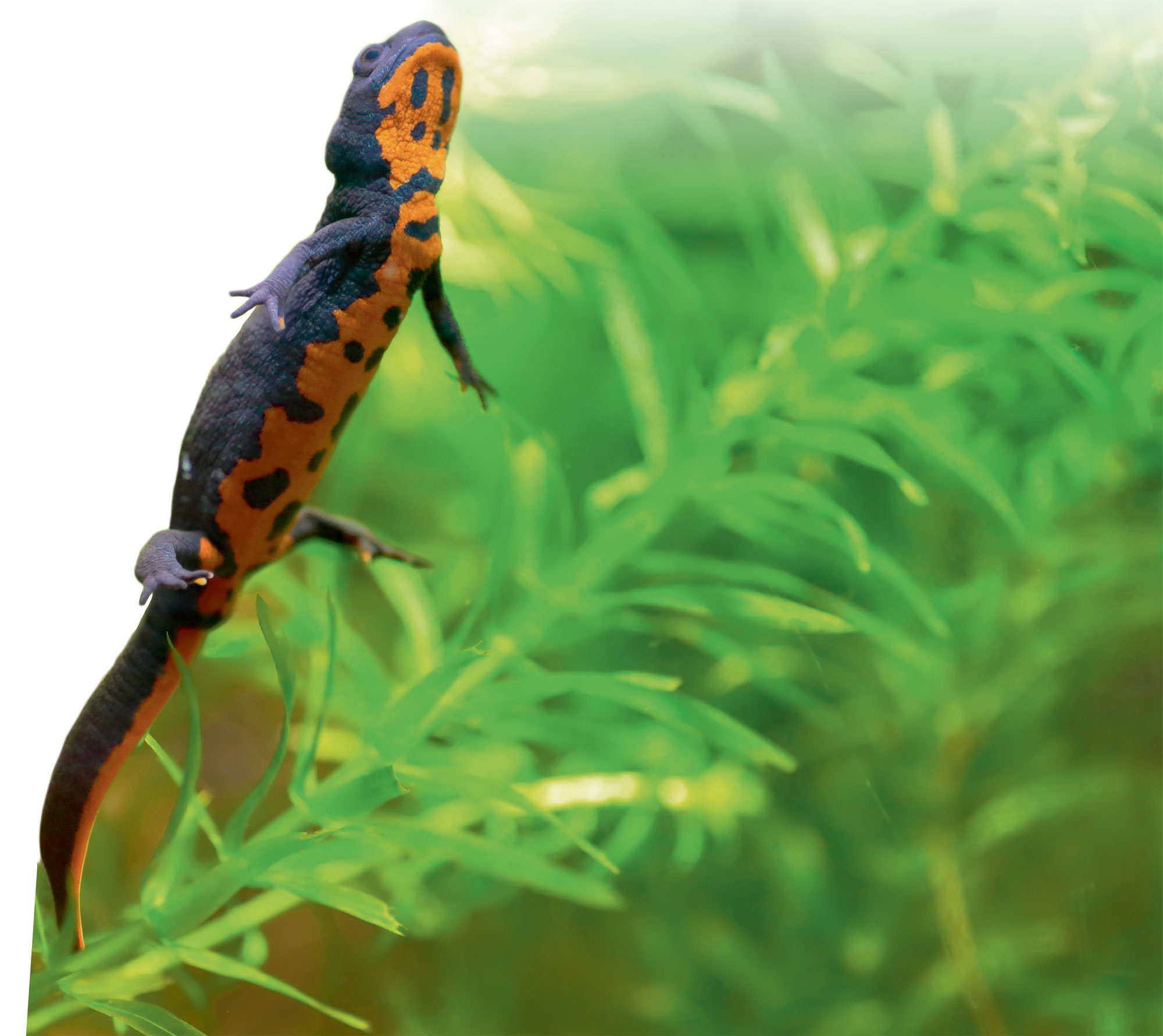 Cynops orientalis