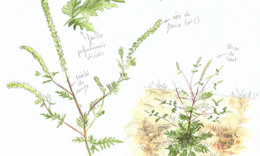 Ambroisie au jardin - La Salamandre