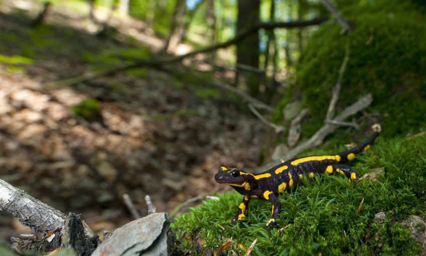 Journal d'une salamandre