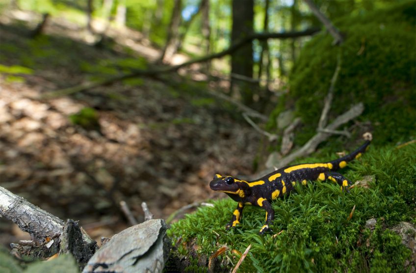 Journal d'une salamandre