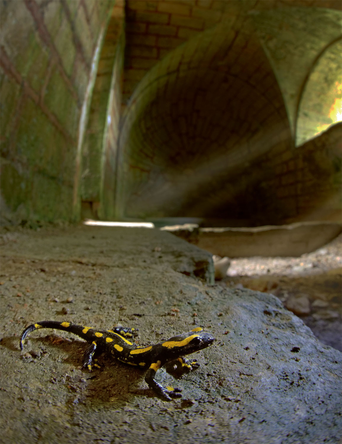 salamandre tachetée dans une cave
