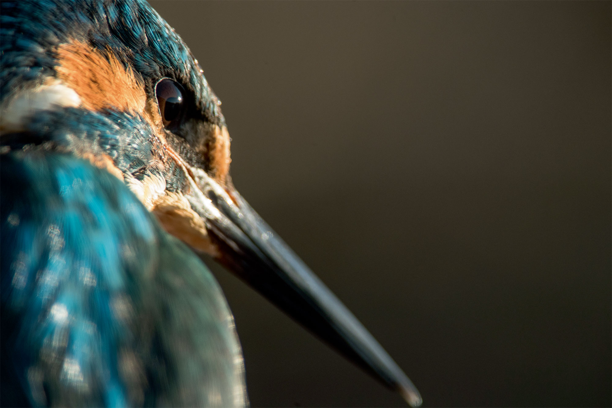 Martin le pêcheur, le nouveau livre photo de la salamandre sur le martin-pêcheur