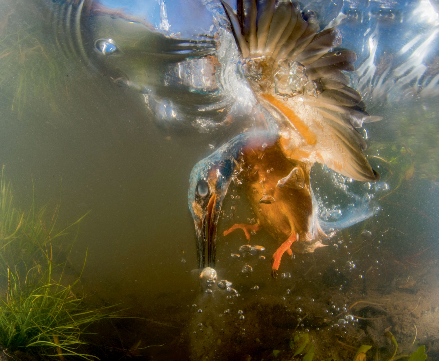 Martin le pêcheur, le nouveau livre photo de la salamandre sur le martin-pêcheur