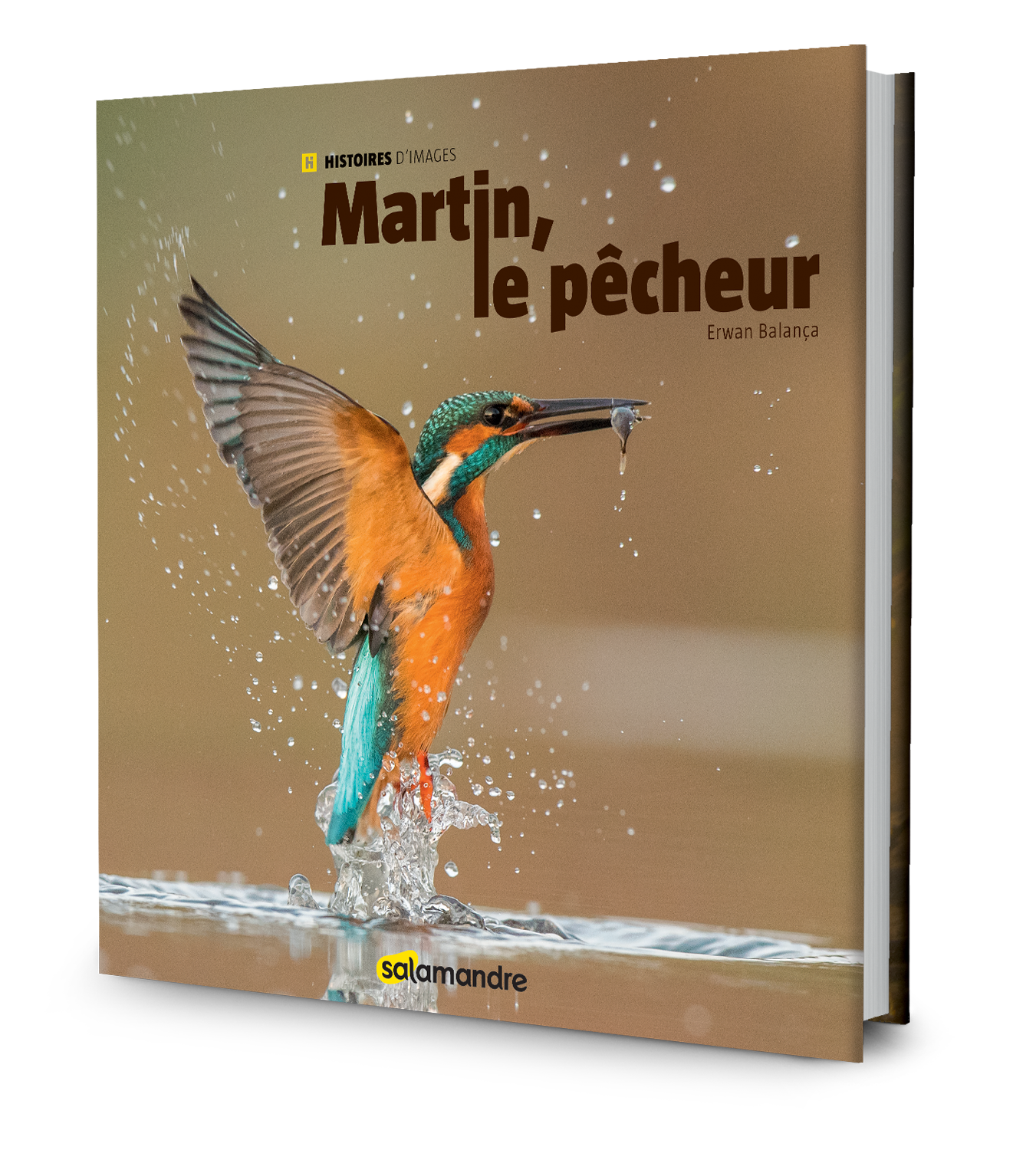 Martin le pêcheur, le nouveau livre photo de la salamandre sur le martin-pêcheur