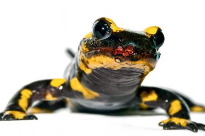 Salamandre tachetée, un amphibien tout de noir et jaune vêtu