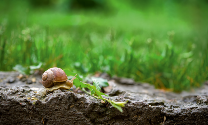 Dossier du petit escargot