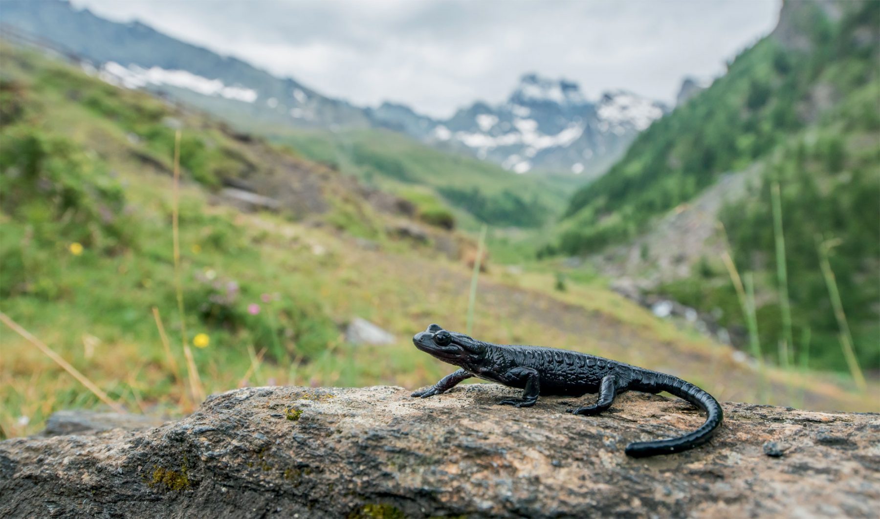 Endémique des Alpes, la discrète salamandre de LanzaEspèces-menacées.fr