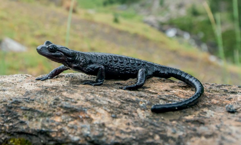 Les salamandres de montagne : salamandre noire et salamandre de Lanza