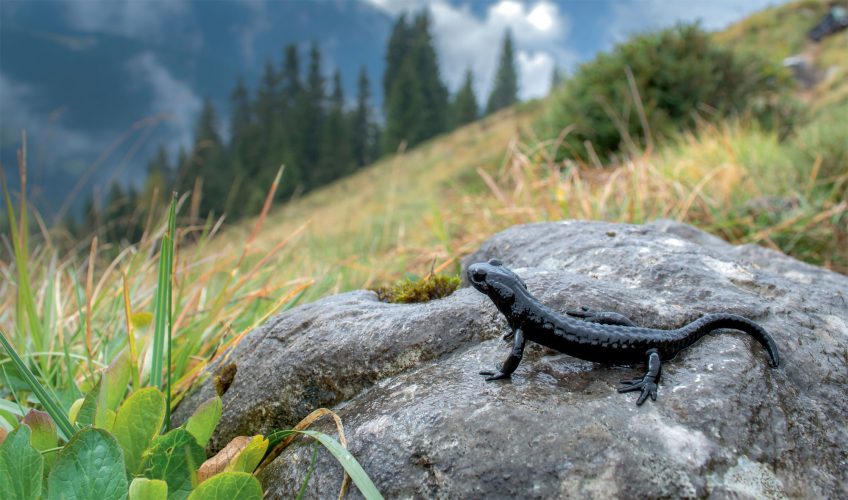 Les salamandres de montagne : salamandre noire et salamandre de Lanza