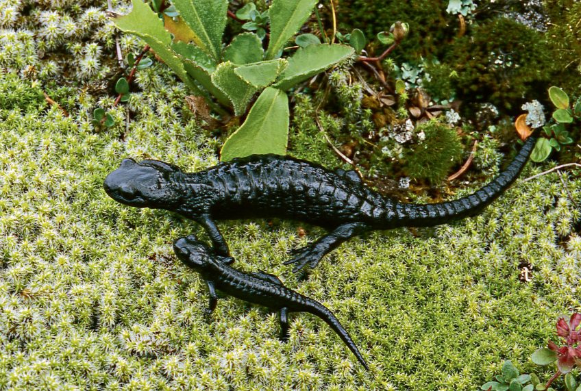 Les salamandres de montagne : salamandre noire et salamandre de Lanza