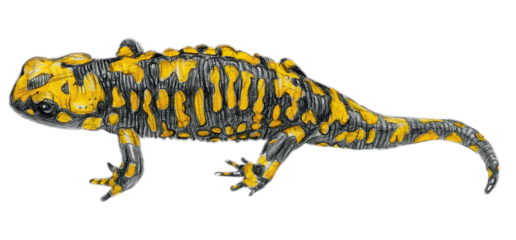 Salamandra corsica