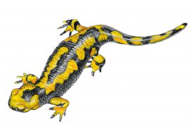 Salamandra salamandra gigliolii / © Marcello Pettineo