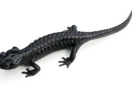 Salamandre noire / © Matthieu Berroneau