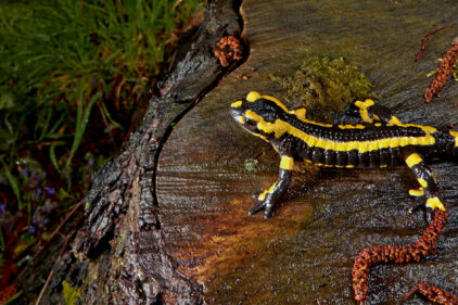 Les différentes sous espèces de salamandre tachetée et leur répartition -  La Salamandre