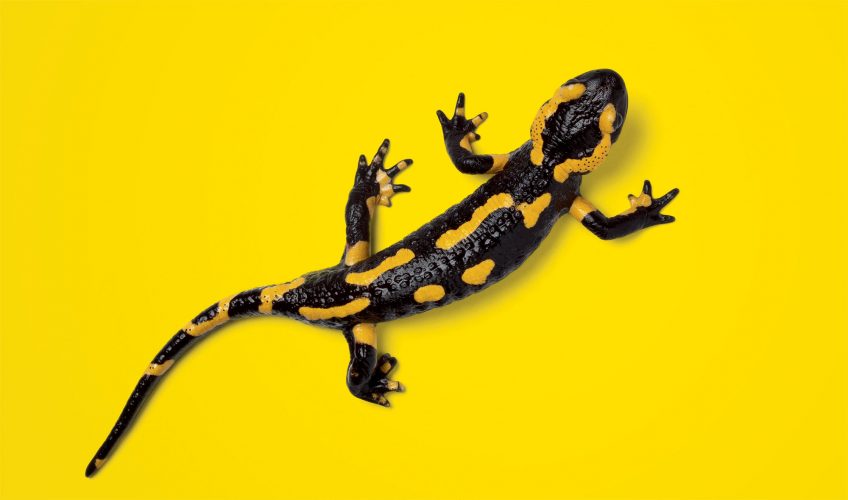Comment dessiner des animaux - La Salamandre