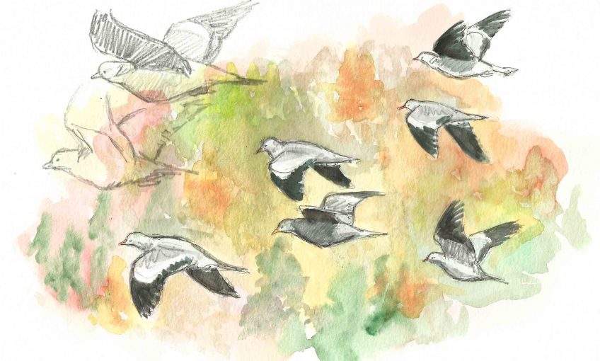 Des pigeons par milliers - La Salamandre