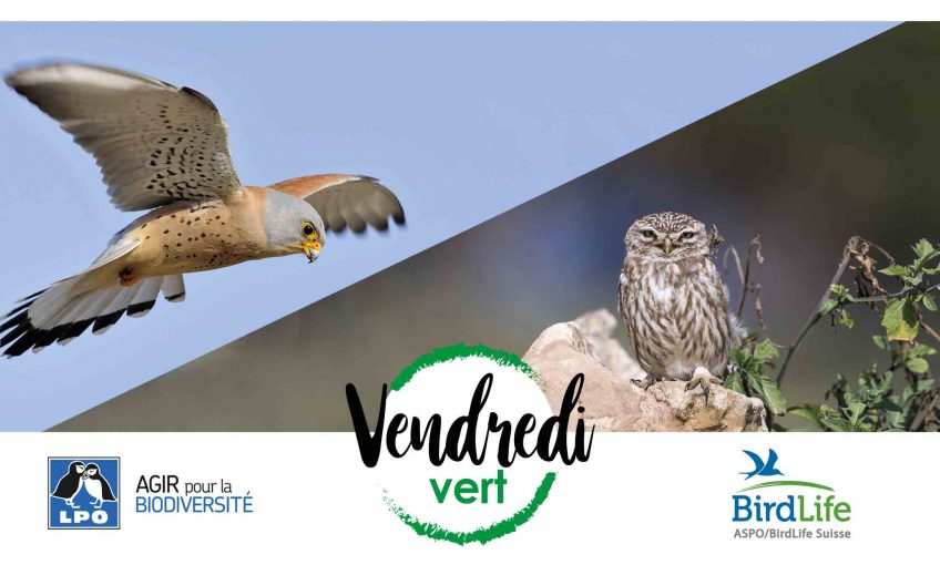 Vendredi Vert pour deux rapaces menacés - La Salamandre
