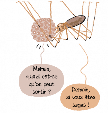 Araignée et ses œufs