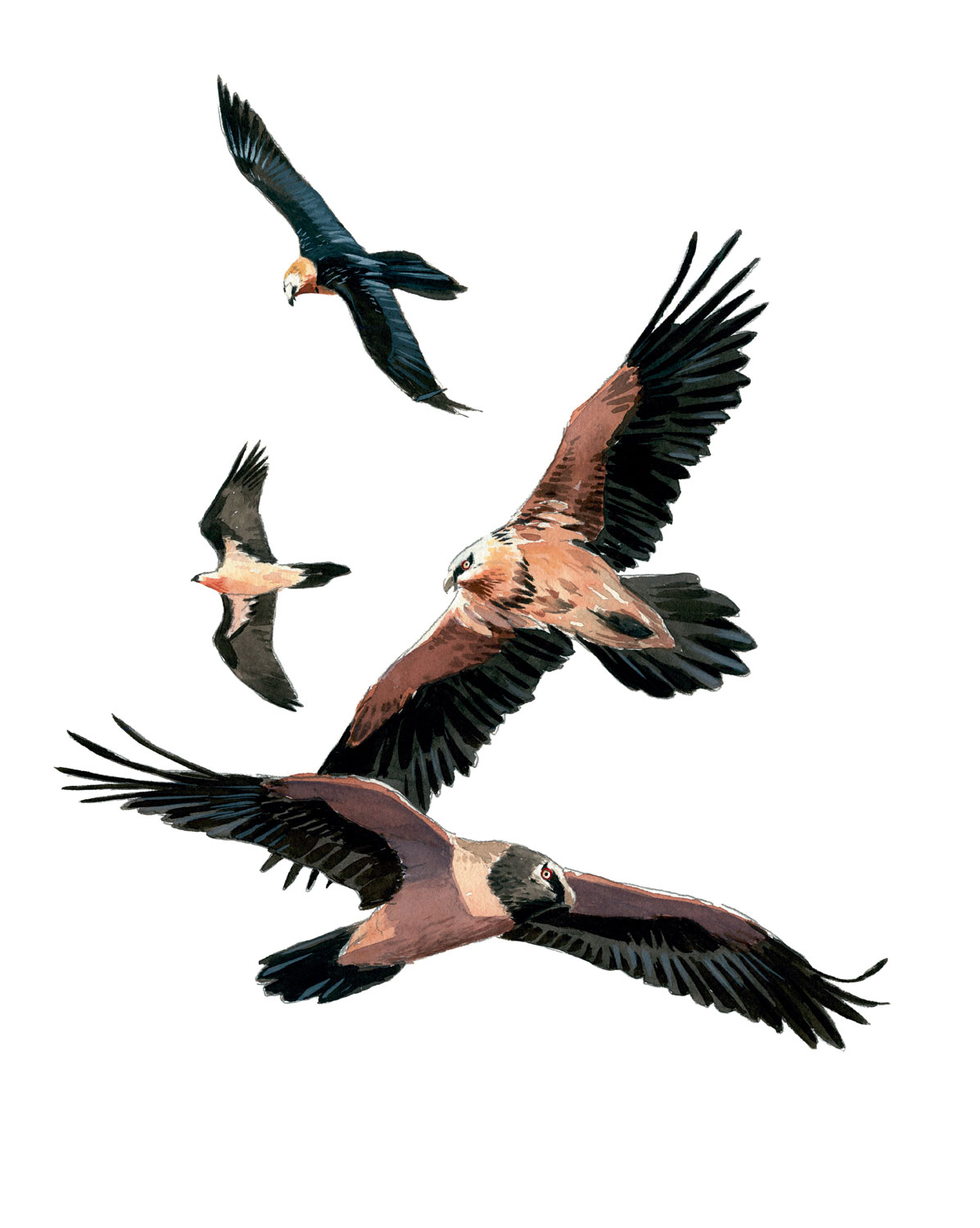 Couleurs du plumage du gypaète barbu selon son âge