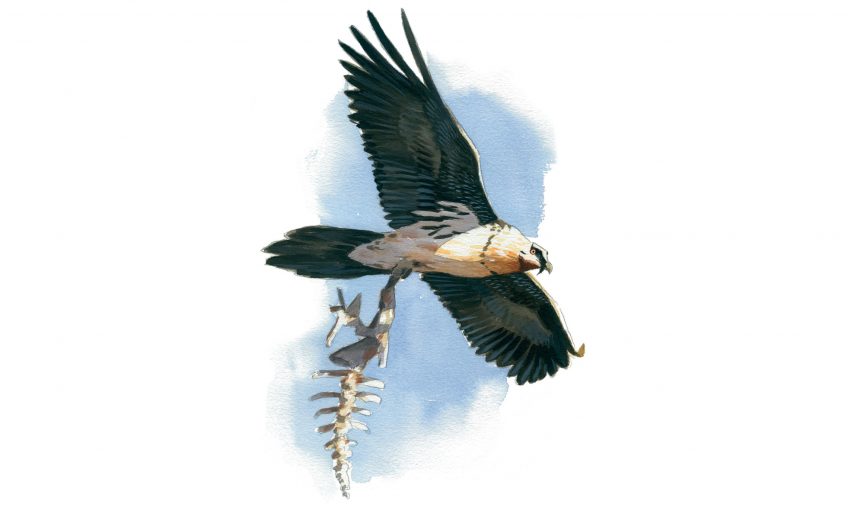 Le gypaète barbu, un oiseau casseur d'os qui prend des bains de rouille