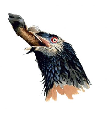 Le gypaète barbu, un oiseau casseur d'os qui prend des bains de rouille