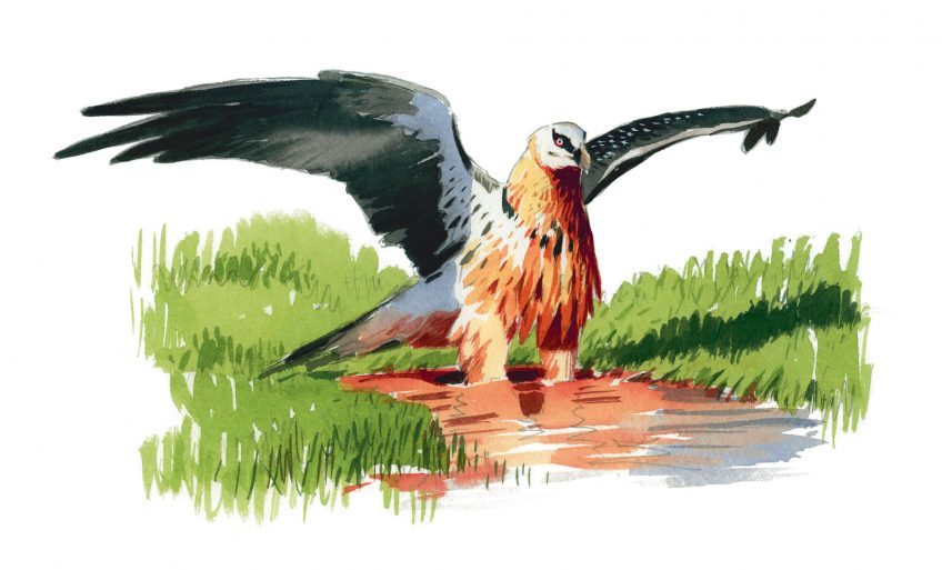Le gypaète barbu, un oiseau casseur d'os qui prend des bains de rouille