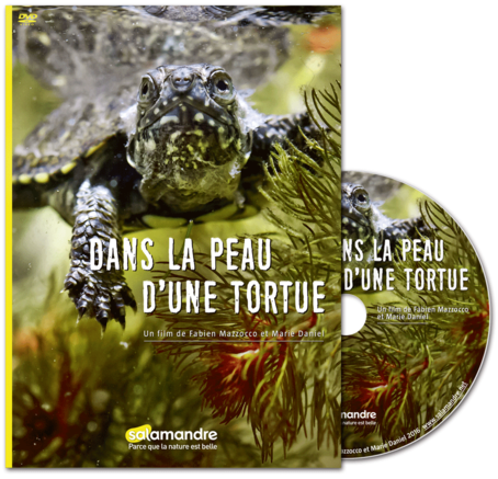 Comment la tortue cistude fait-elle pour passer l’hiver même quand l'eau gèle ?