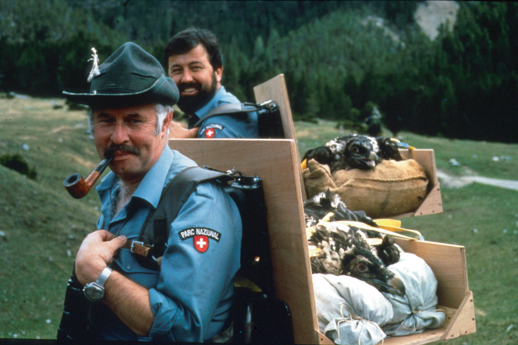Chronique du retour du gypaète barbu dans les Alpes Suisse