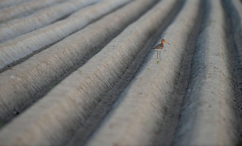 Concours photo de la station ornithologique suisse palmarès 2018