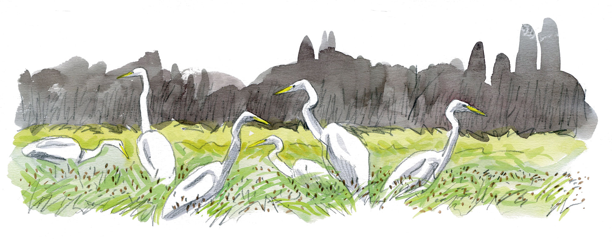 La grande aigrette, l'oiseau qui a faillir disparaître, le récit de son retour en force