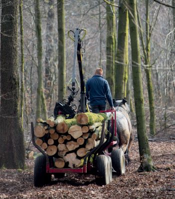Le cheval de trait fait son retour en Belgique pour le débardage du bois.