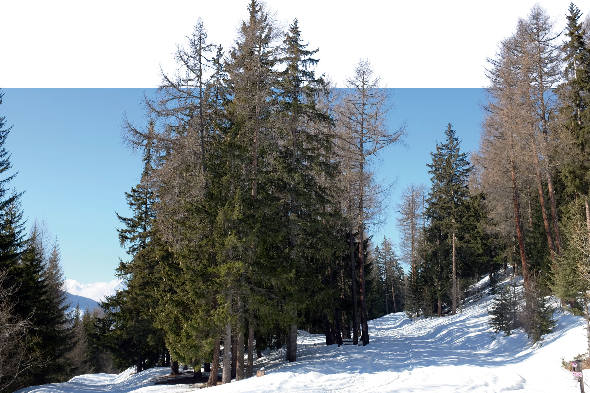 Comment lire la neige ? La réponse du nivologue Robert Bolognesi