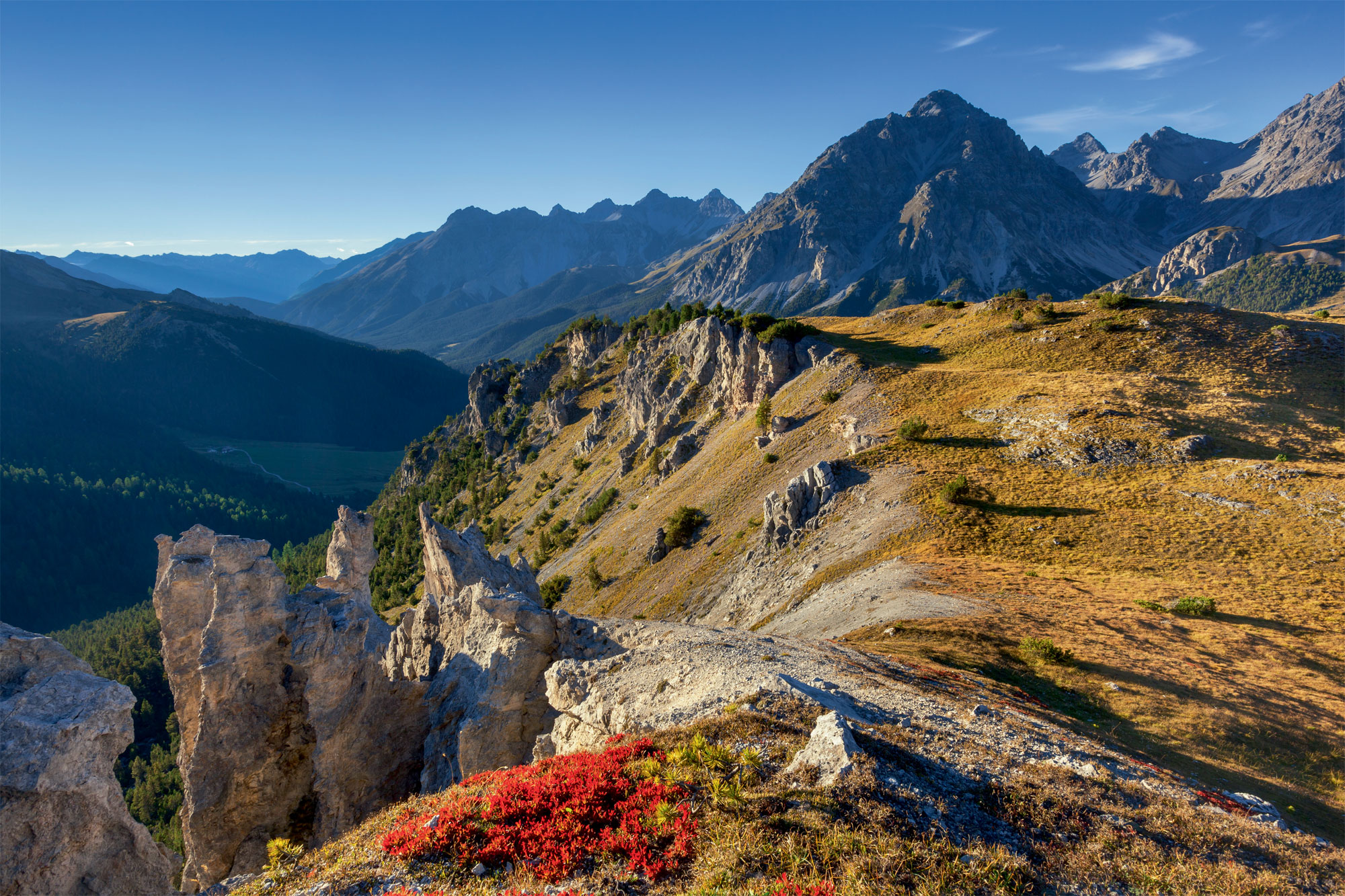 Chronique du retour du gypaète barbu dans les Alpes Suisse