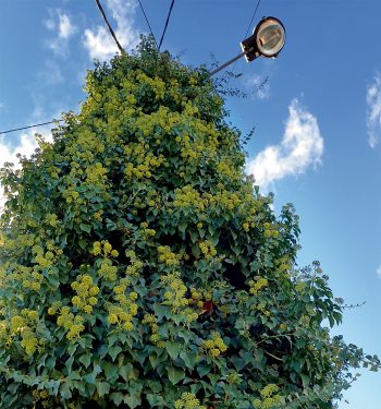Laissez le lierre grimpez à vos murs pour en faire profiter la nature.