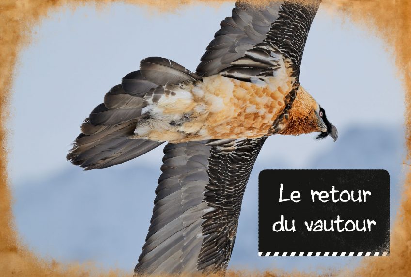 Le retour du vautour