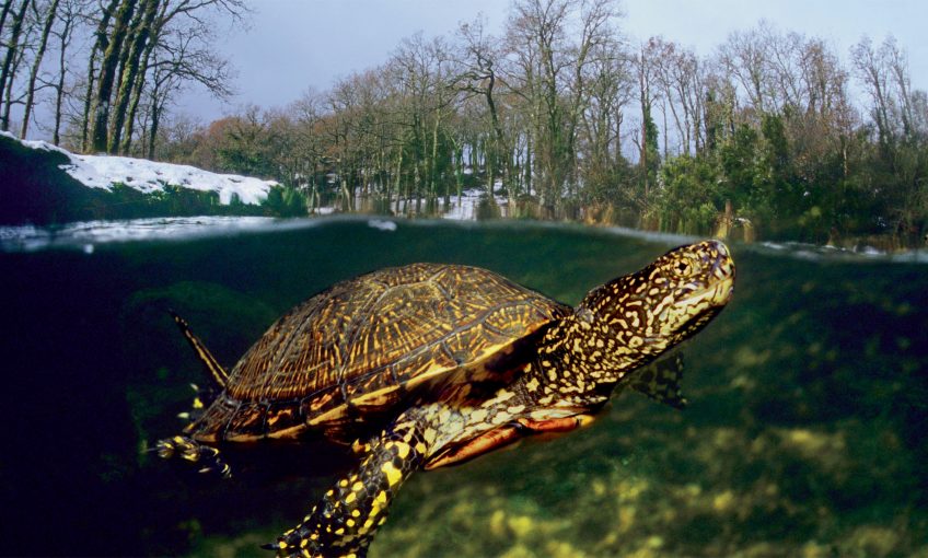 Comment la tortue cistude fait-elle pour passer l’hiver même quand l'eau gèle ?