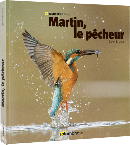 livre photo sur le martin-pêcheur