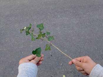 Laissez le lierre grimpez à vos murs pour en faire profiter la nature.