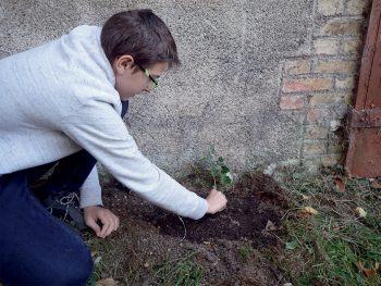 Laissez le lierre grimpez à vos murs pour en faire profiter la nature.