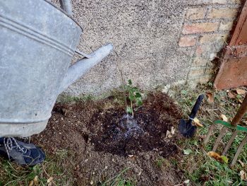 Laissez le lierre grimpez à vos murs pour en faire profiter la nature.