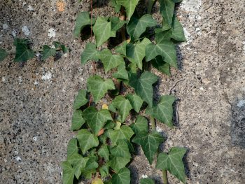 Laissez le lierre grimpez à vos murs pour en faire profiter la nature.