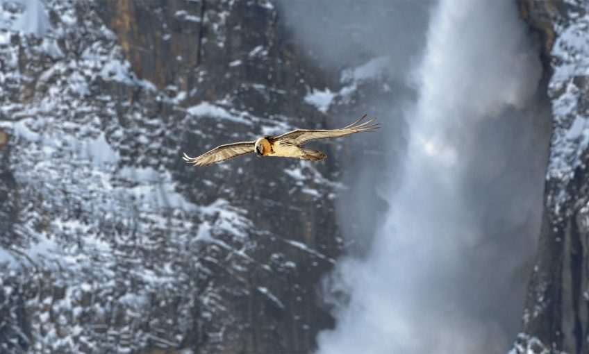 Le gypaète a un photographe engagé pour lui dans les montagnes suisses