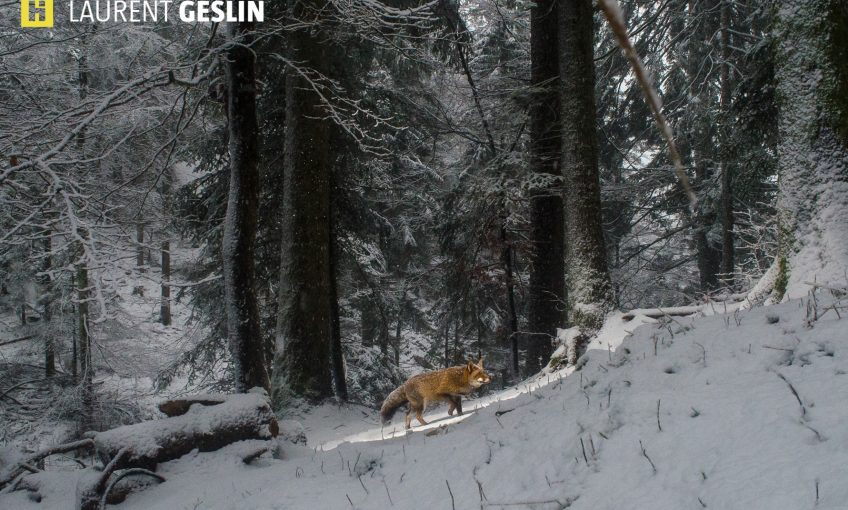 Histoires d'images - L'odyssée du renard