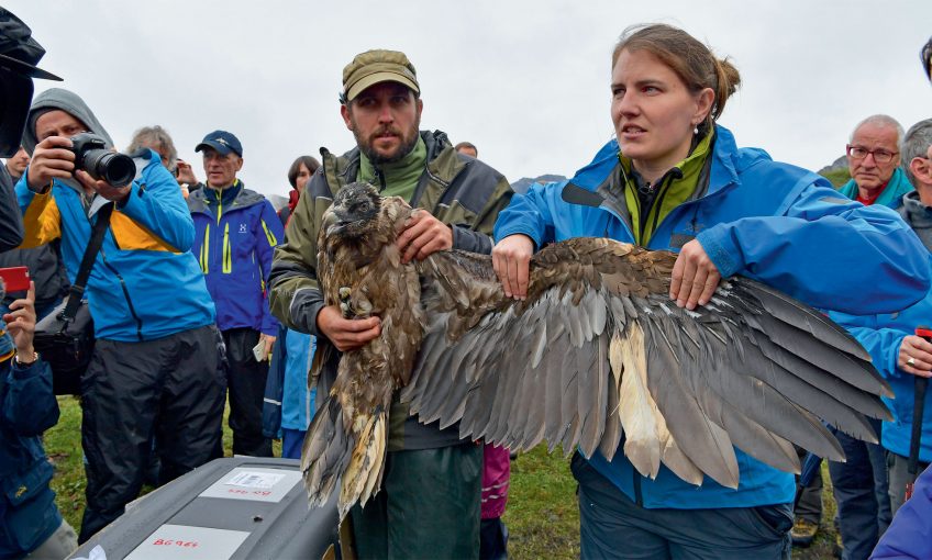Chronique du retour du gypaète barbu dans les Alpes Suisse