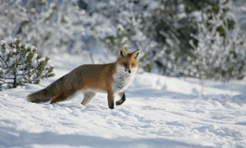 Un collectif pour enlever le renard de la liste des nuisibles