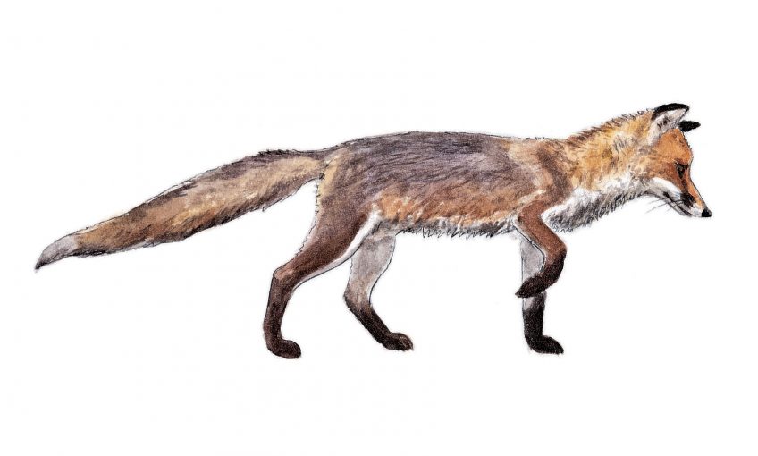 Ecoutez les jappements d’amour du renard roux en hiver