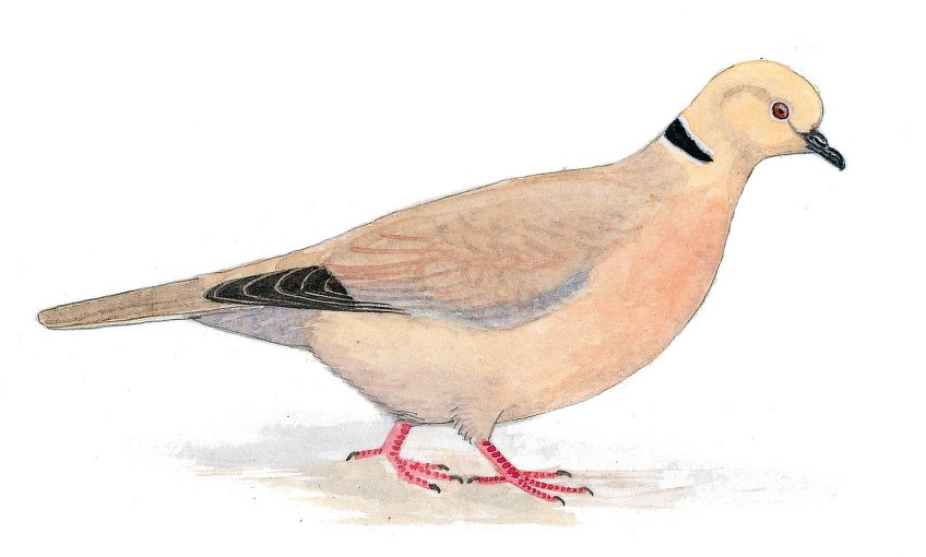 La tourterelle turque, le premier oiseau que vous verrez de l'année ?