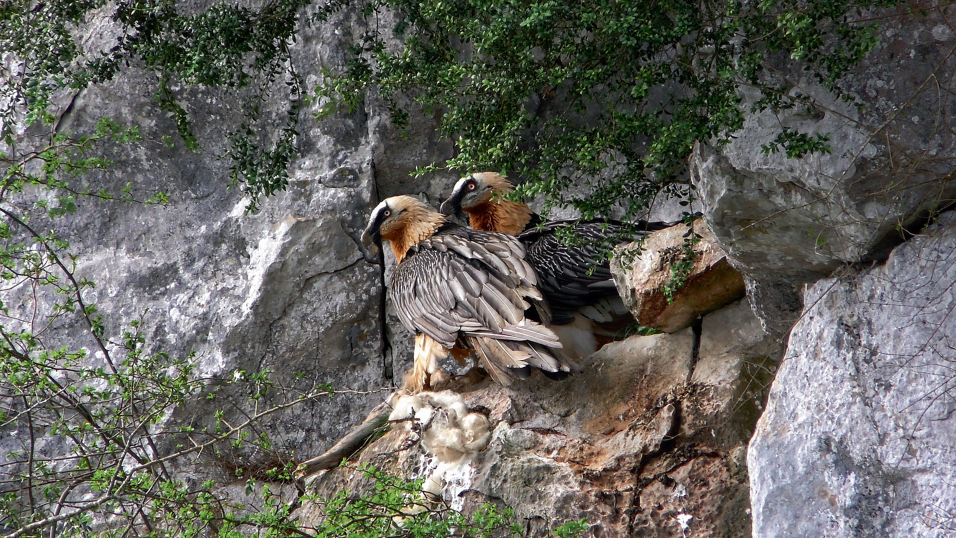 couple de gypaètes barbus