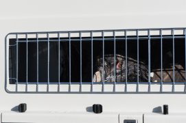 Mison, jeune gypaète blessé en route pour les Baronnie, en Drôme provençale. La patte du rapace a été soignée au Parc animalier de Goldau (canton de Shwytz, en Suisse centrale). / © Hansruedi Weyrich
